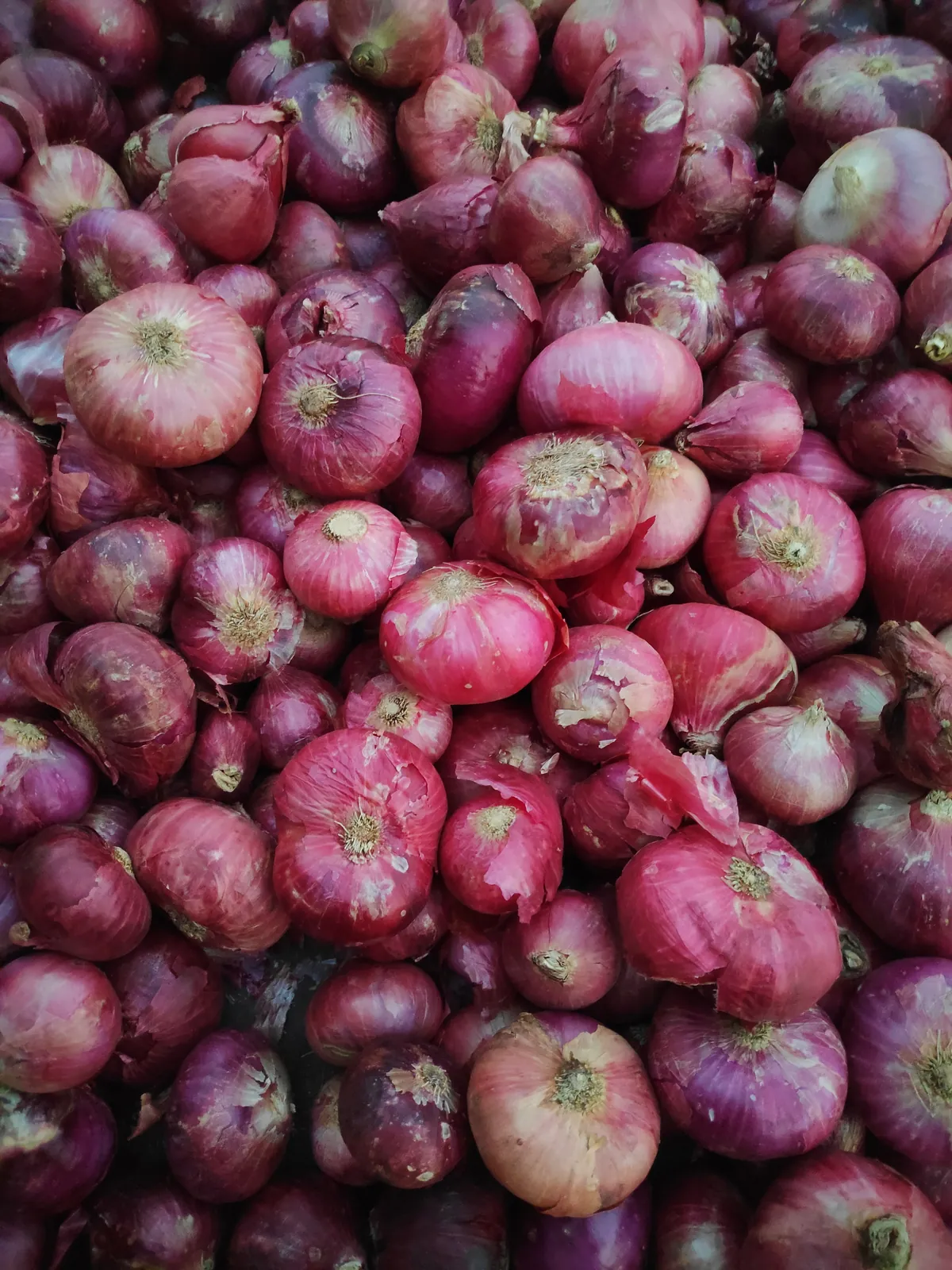 Southport Red Globe Onions