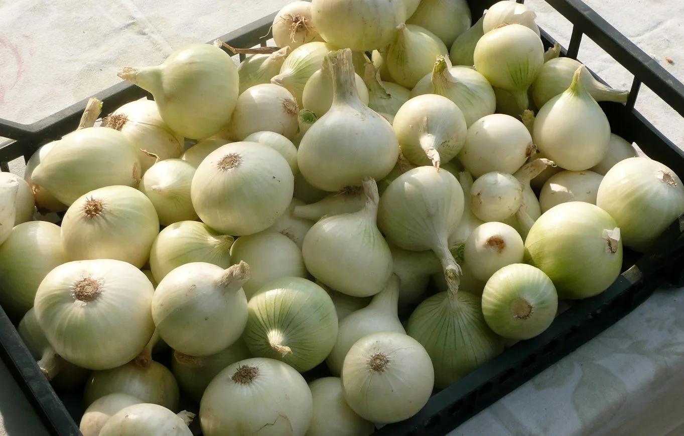 Southport White Globe Onions