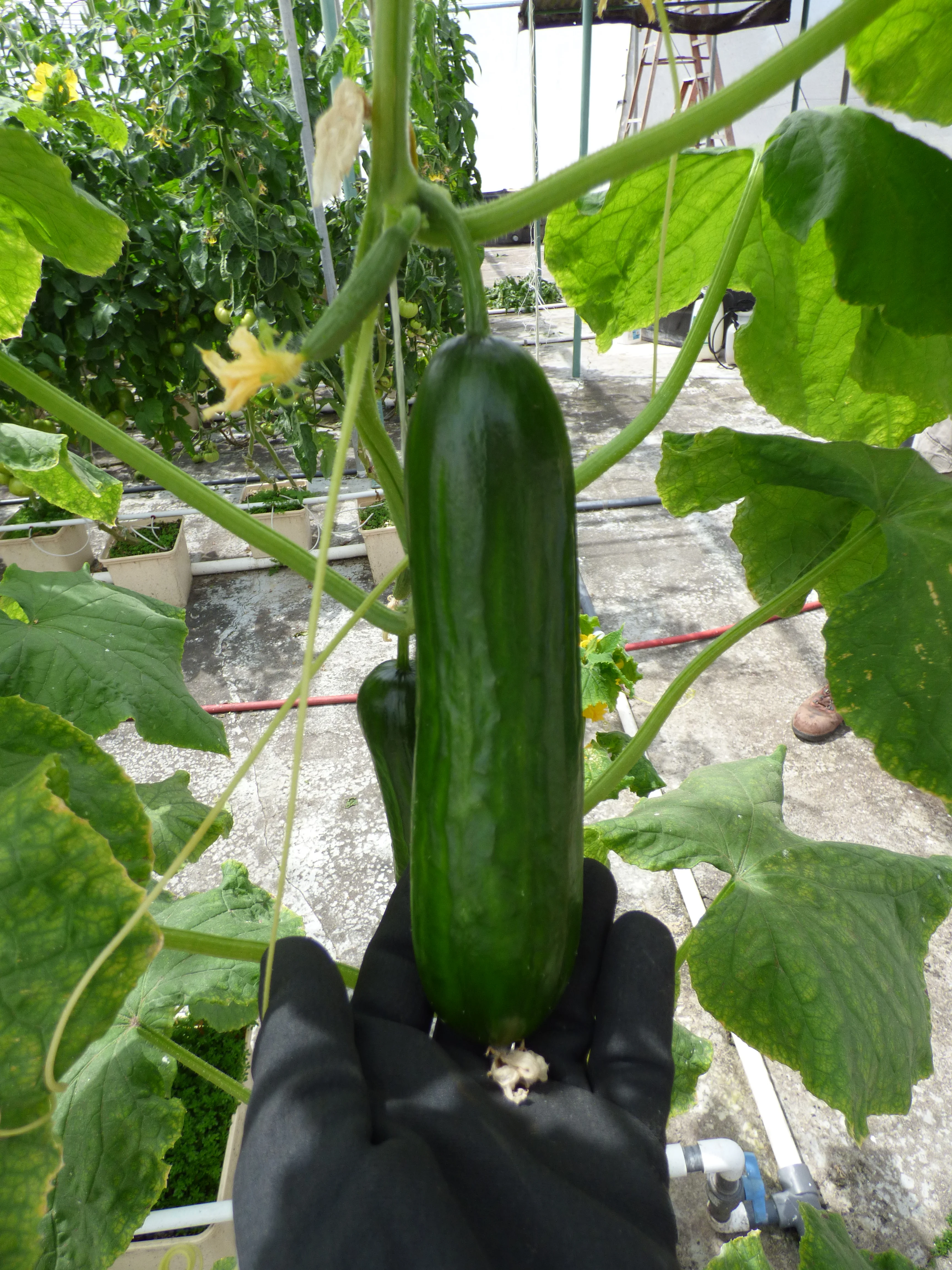 Spacemaster Bush Cucumber