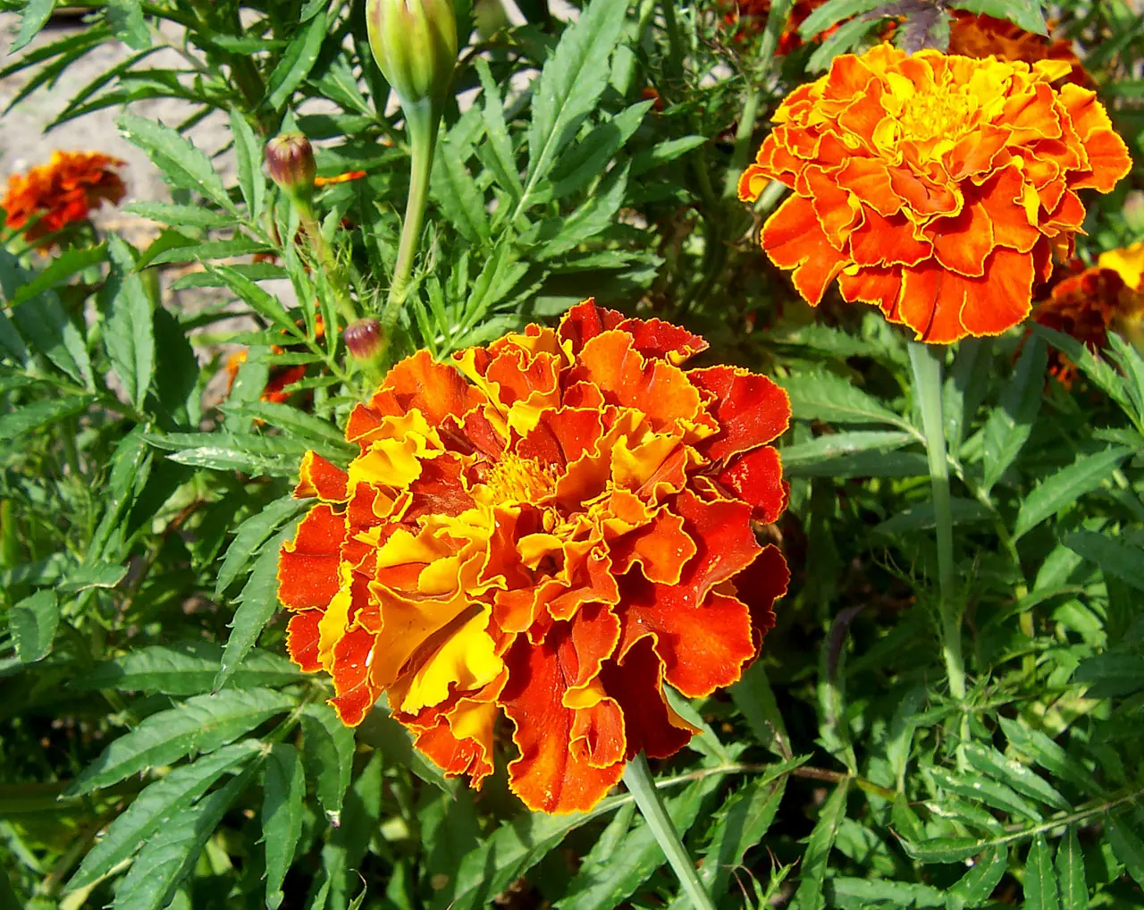 Sparky Mix Marigolds
