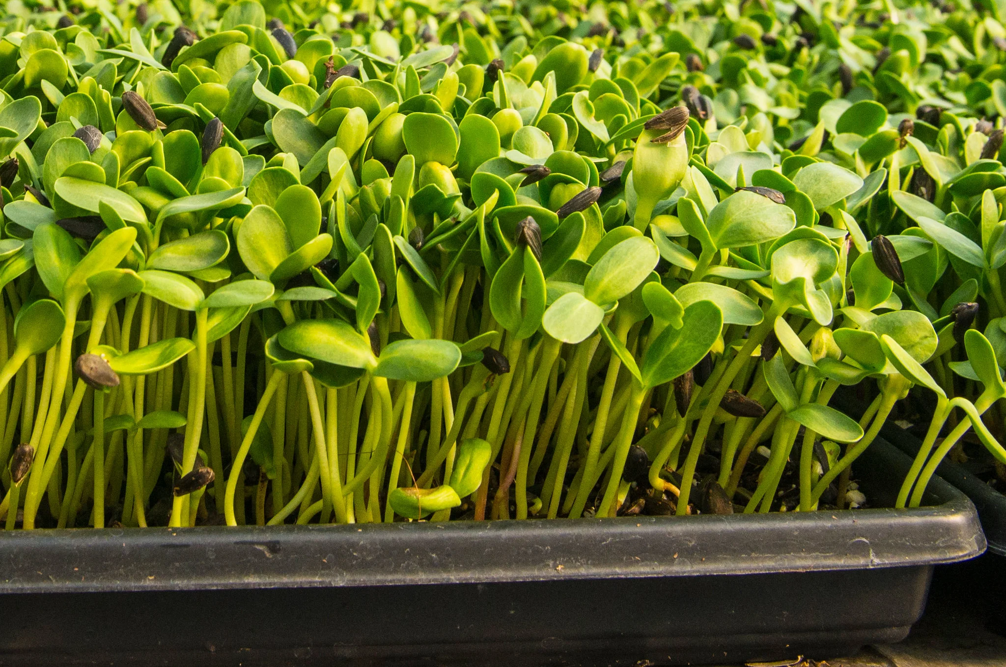 Speckled Pea Shoot Microgreens