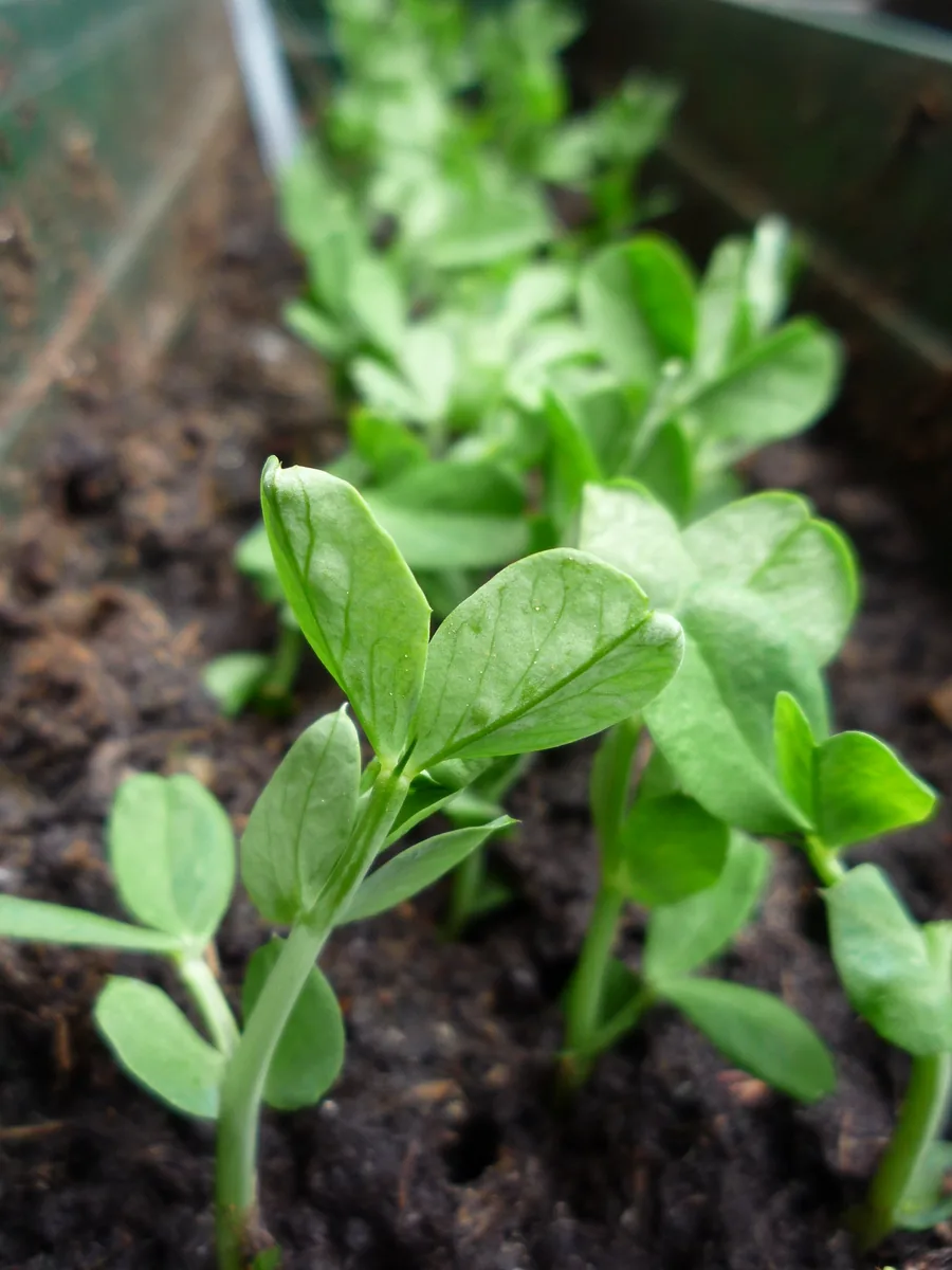 Speckled Pea Shoot Microgreens