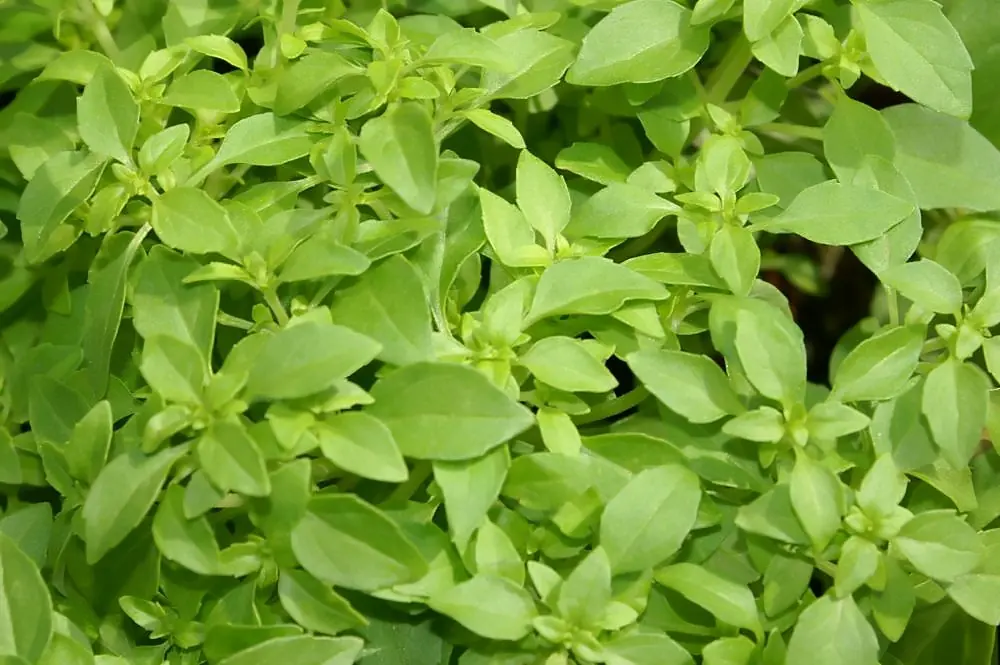 Spicy Globe Basil