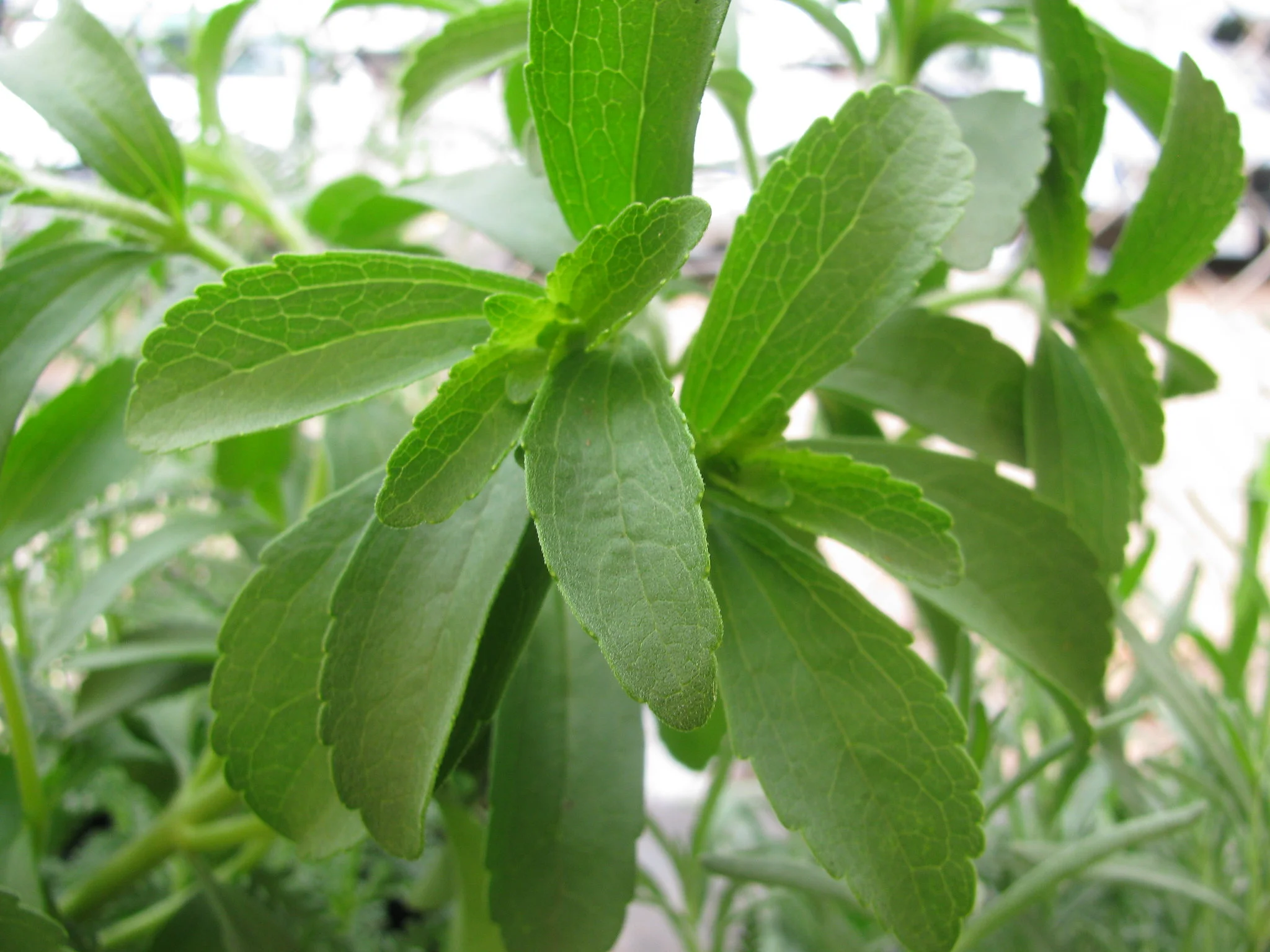 Stevia