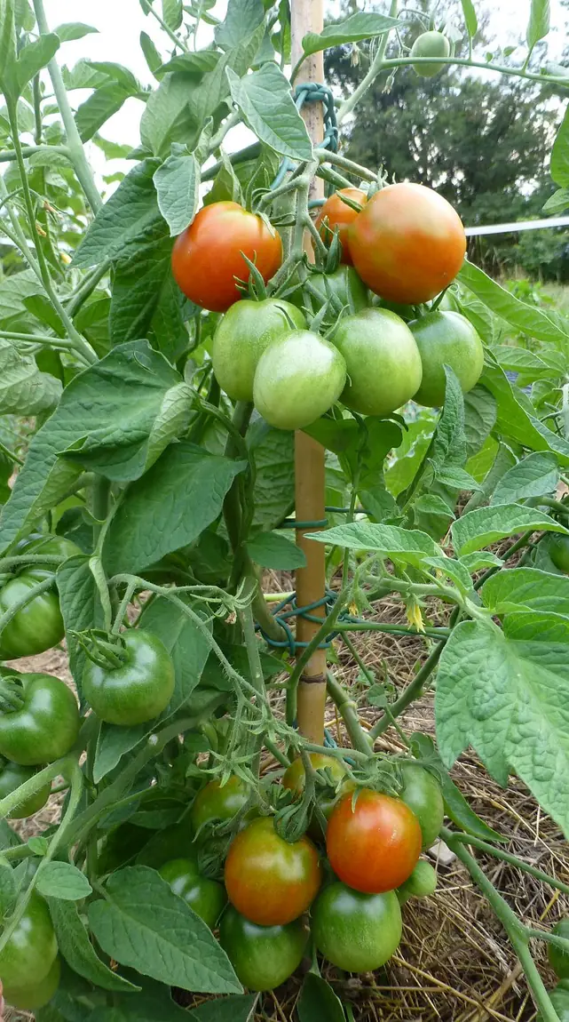 Stupice Tomatoes