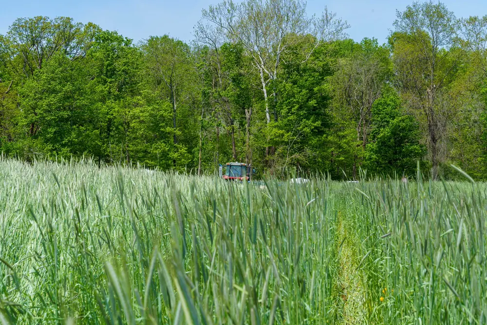 Summer Max Mix Cover Crop