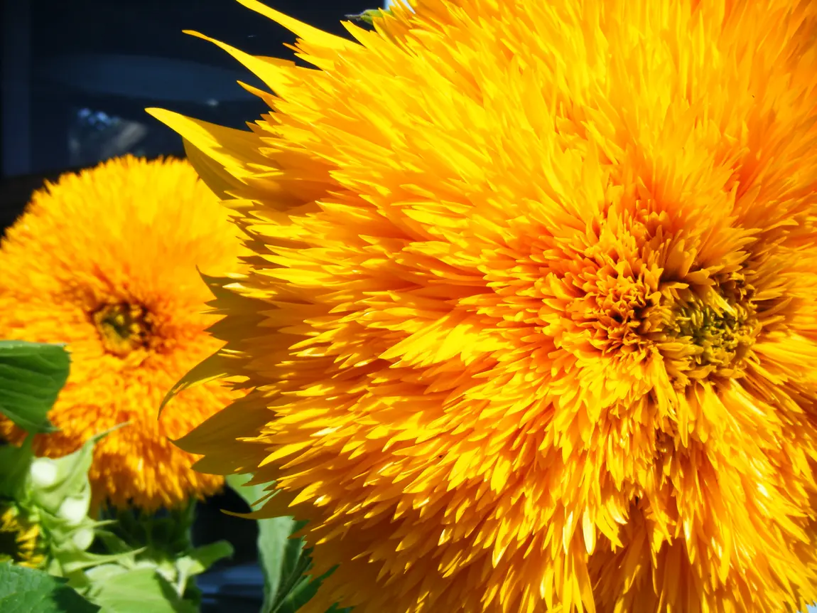 Sun Gold Sunflowers