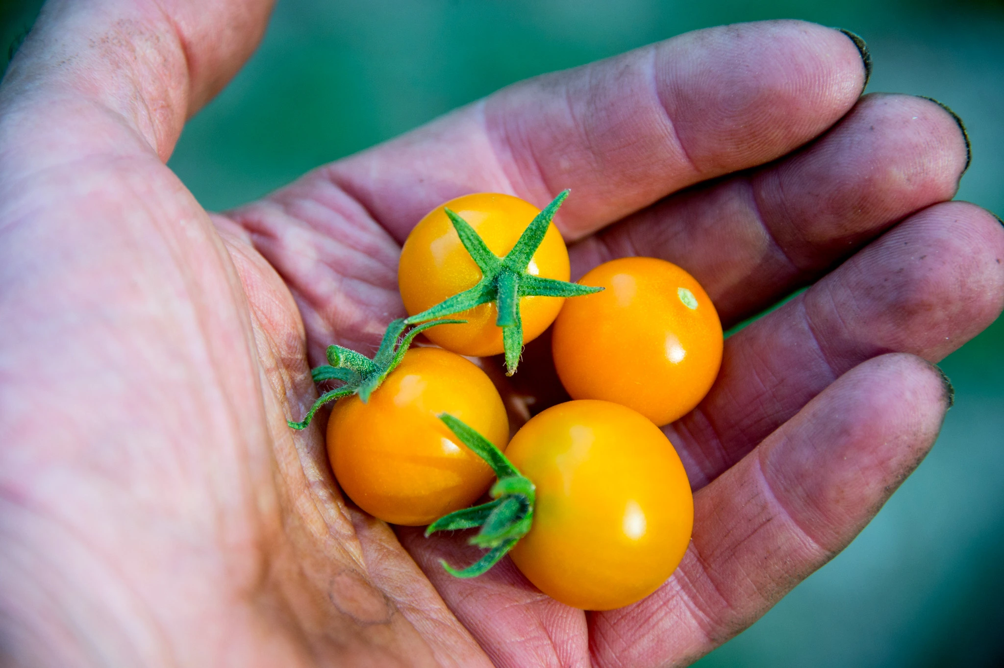 Sun Gold Tomatoes