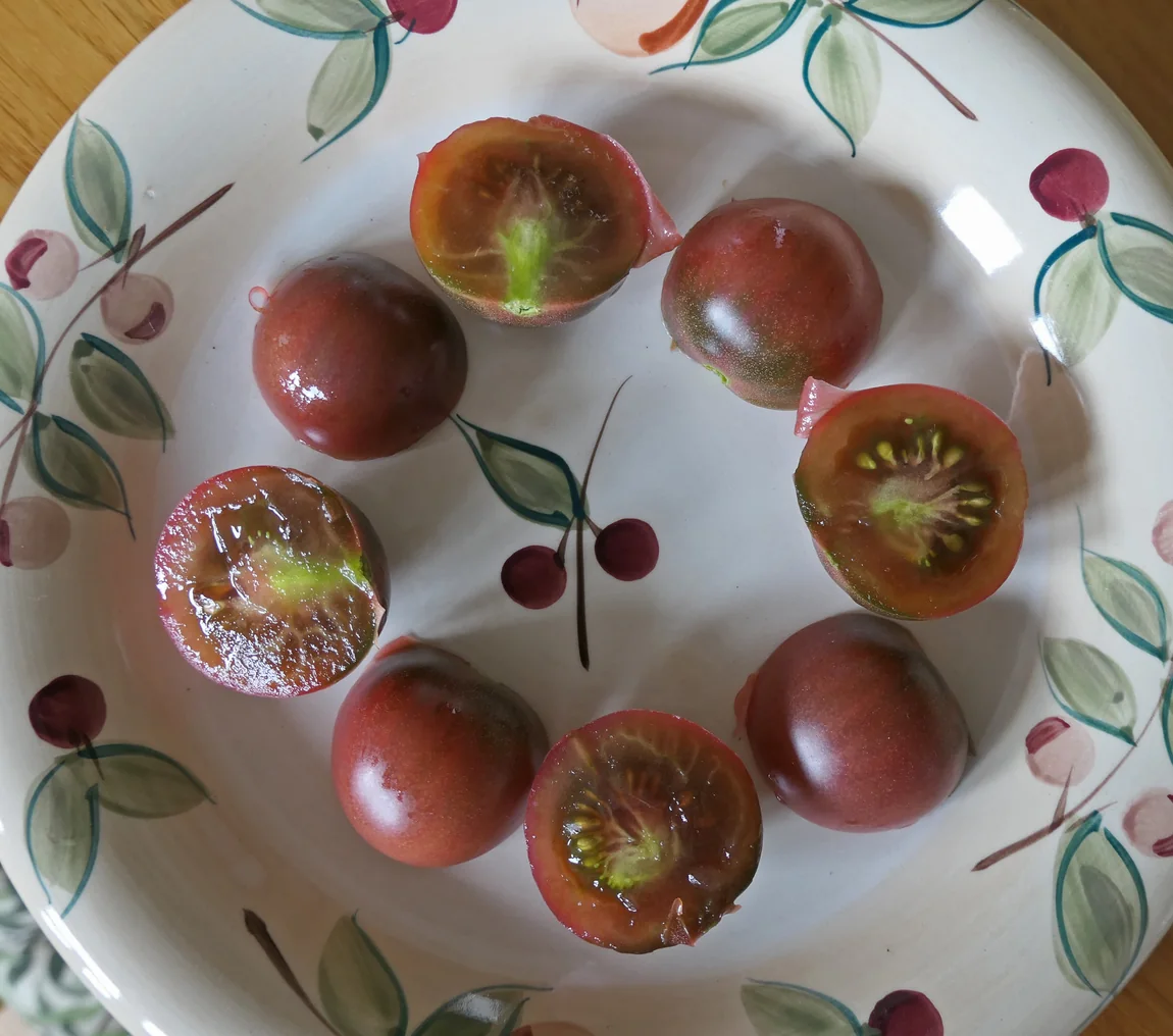 SunChocola Tomatoes