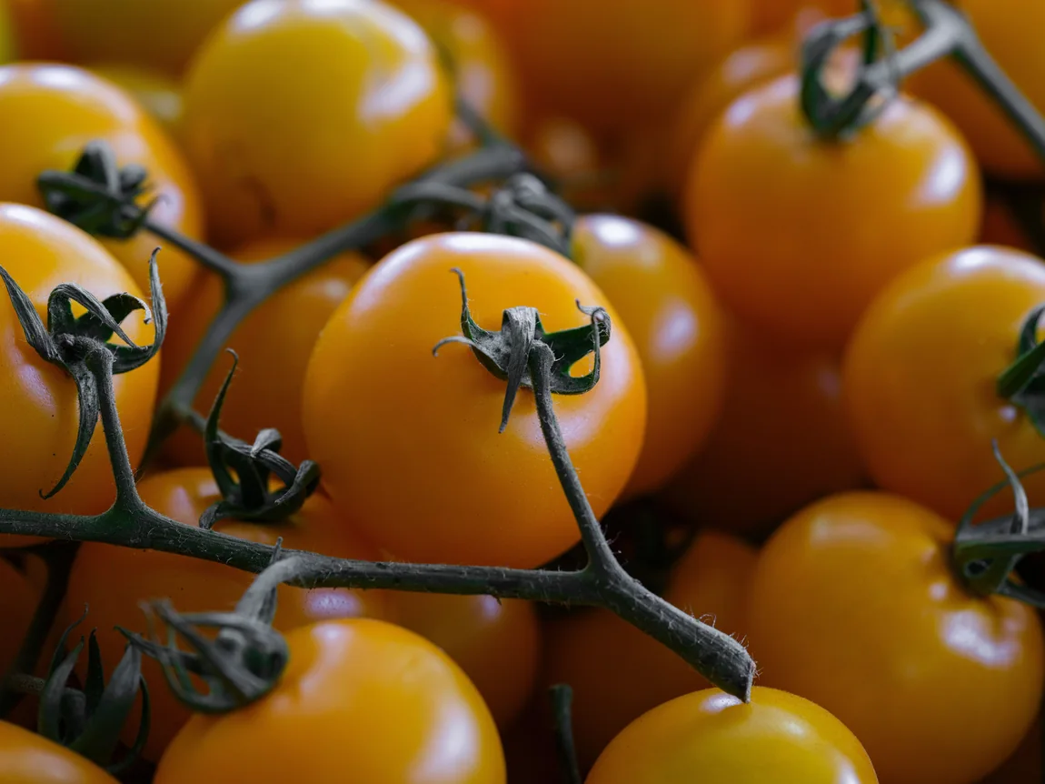 Sungella Tomatoes