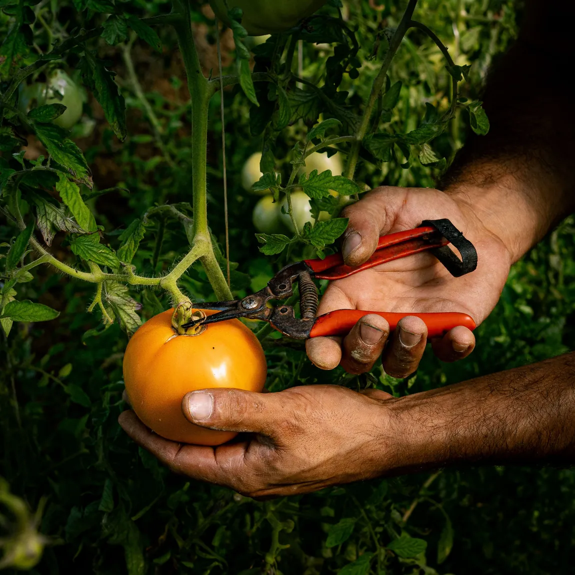Sunray Tomatoes
