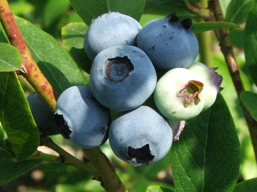 Sunshine Blue Blueberry
