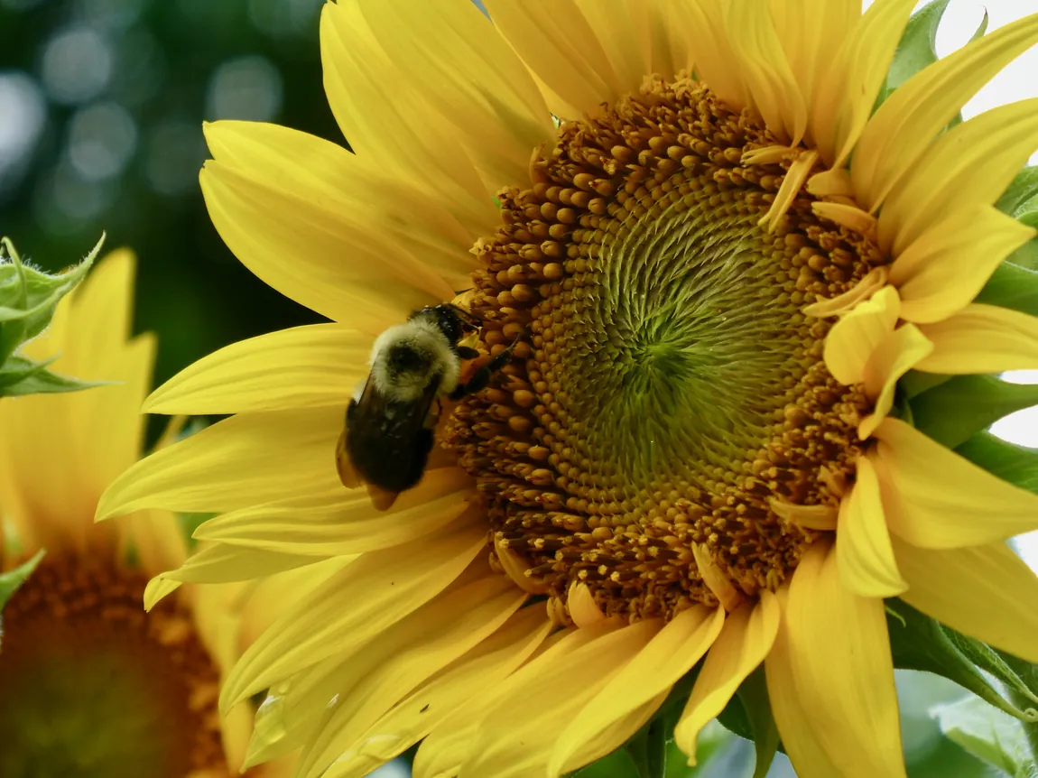 Sunspot Sunflowers