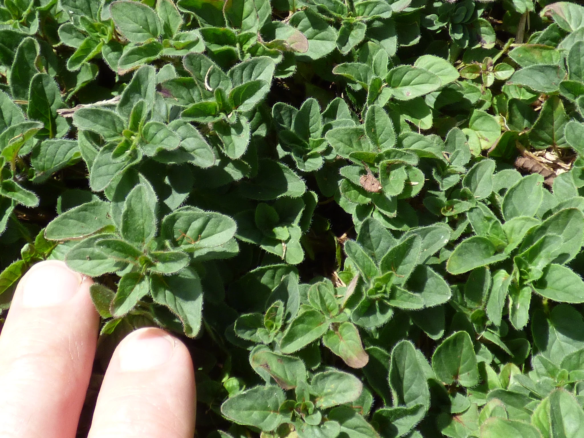 Sweet Marjoram