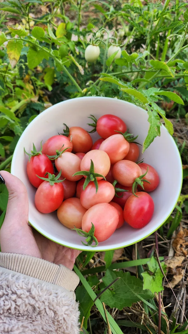 Sweet Treats Tomatoes
