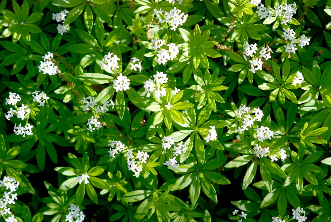 Sweet Woodruff