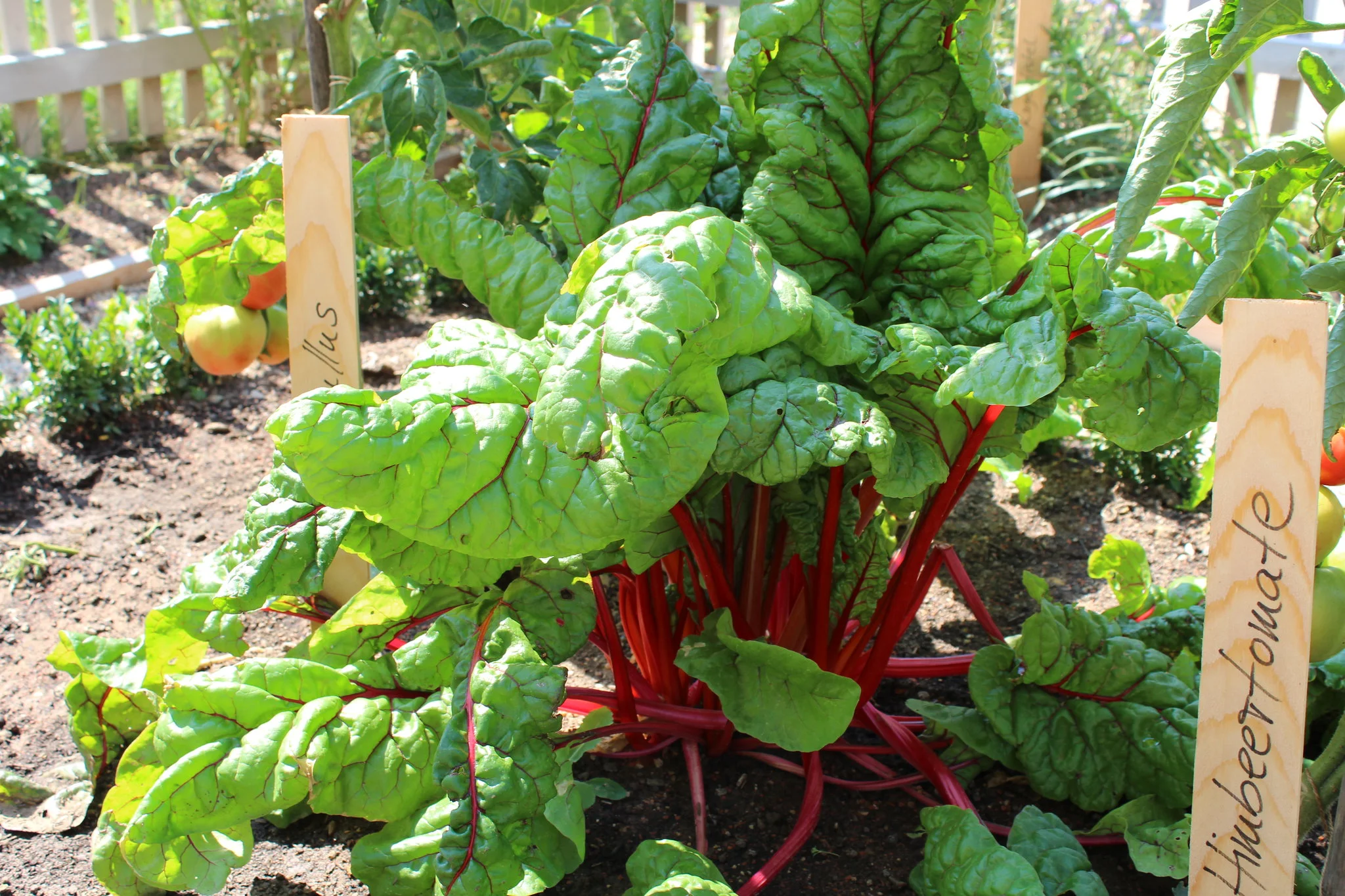 Swiss Chard