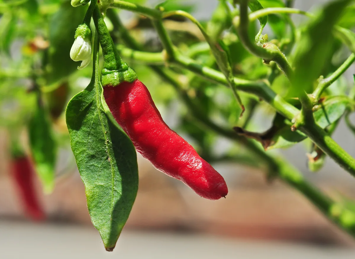 Tabasco Hot Peppers
