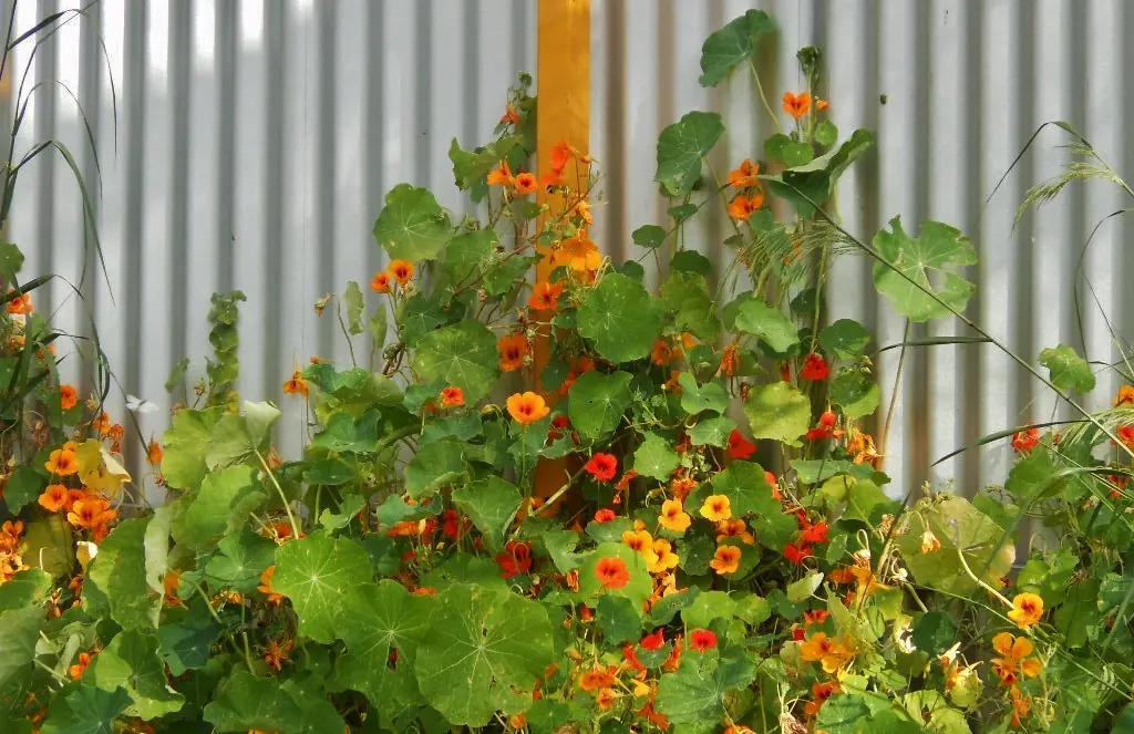Tall Trailing Mix Nasturtium Flowers