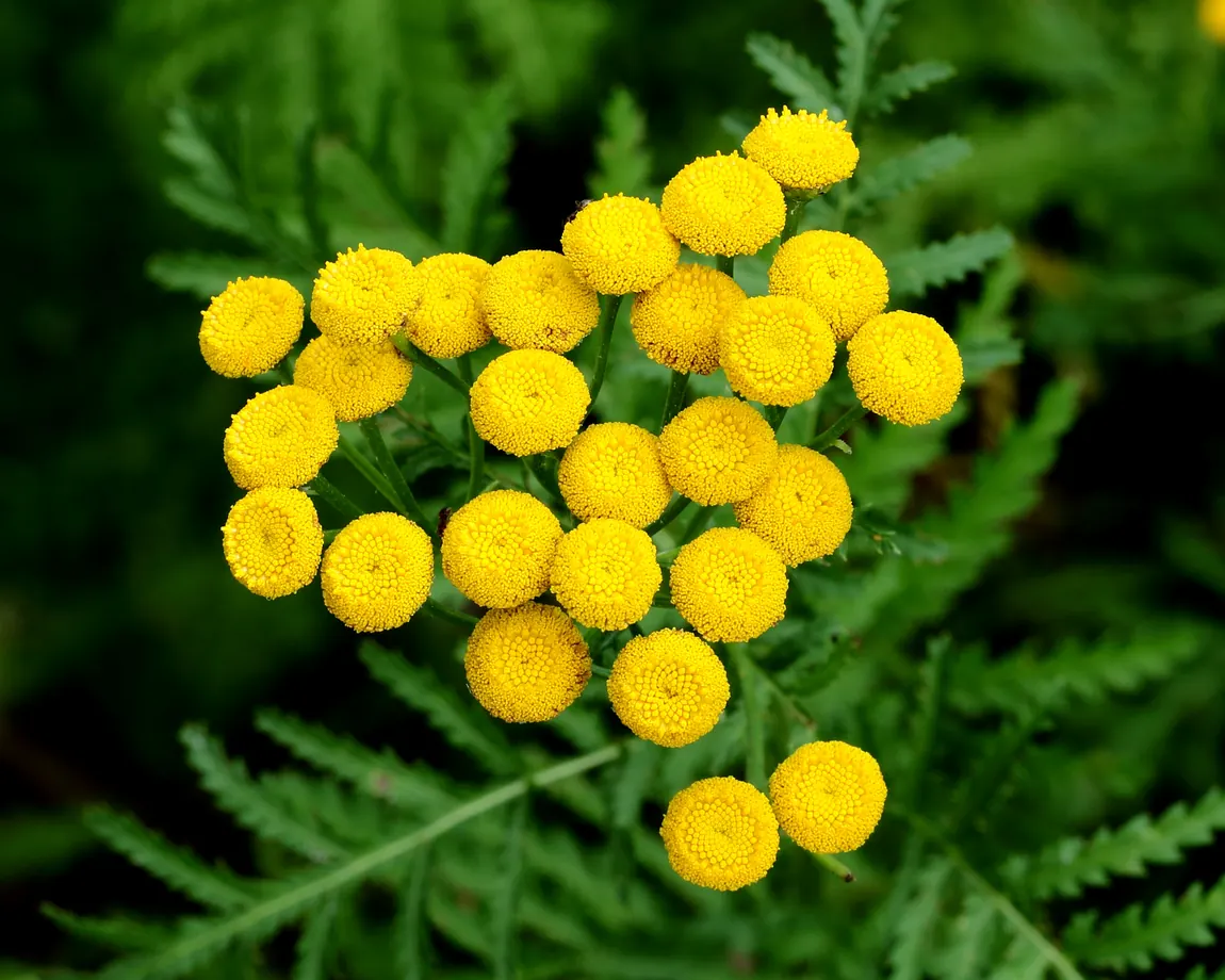 Tansy