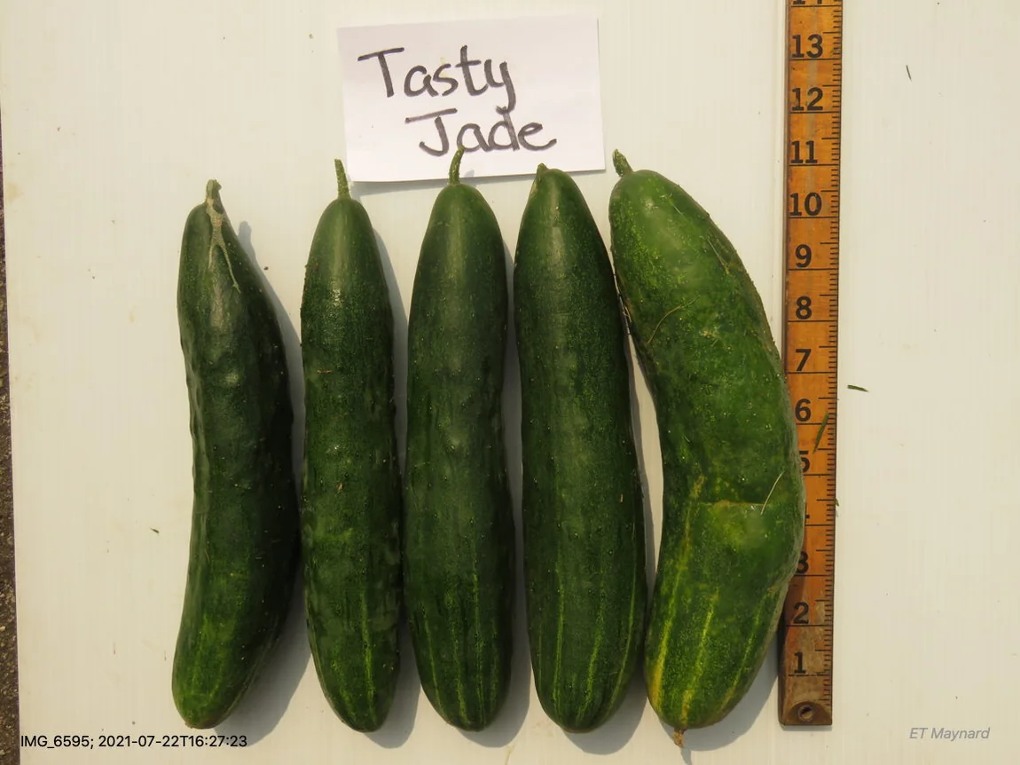 Tasty Jade Cucumbers