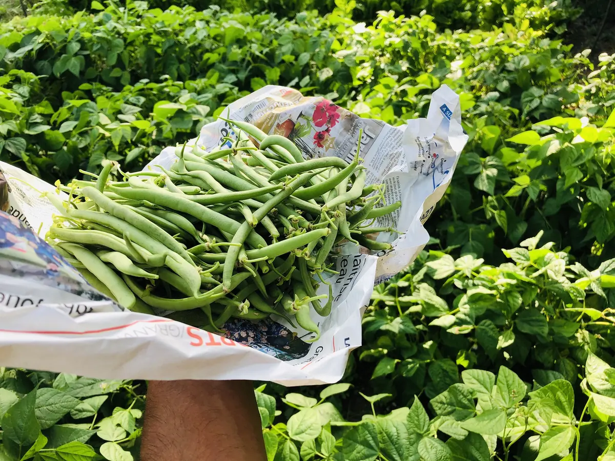 Tavera Filet Bean