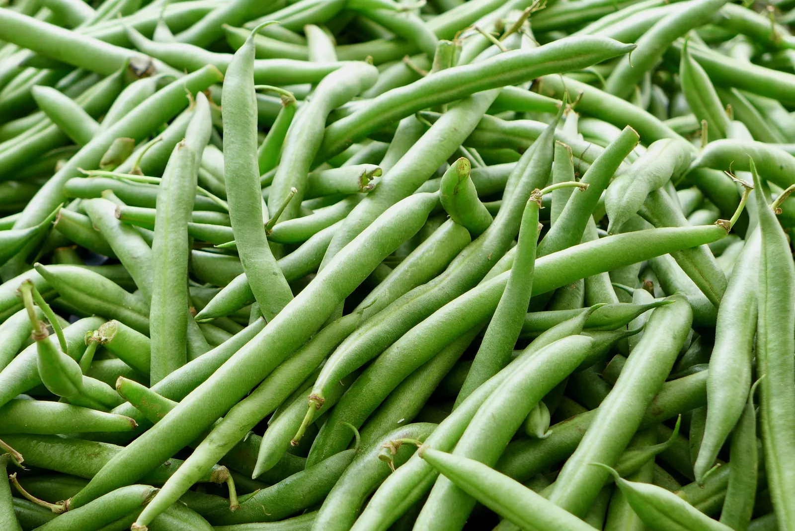 Taylor Dwarf Bush Bean