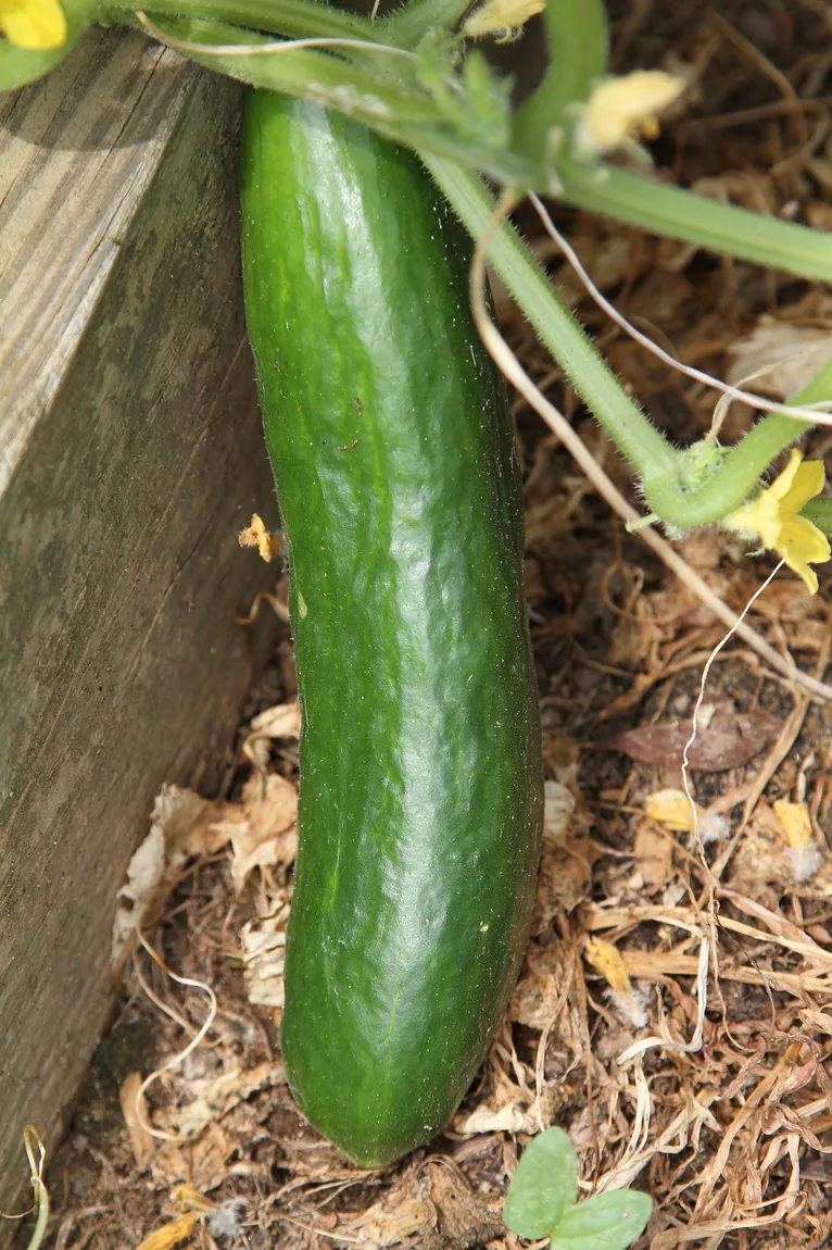 Tendergreen Burpless Cucumber