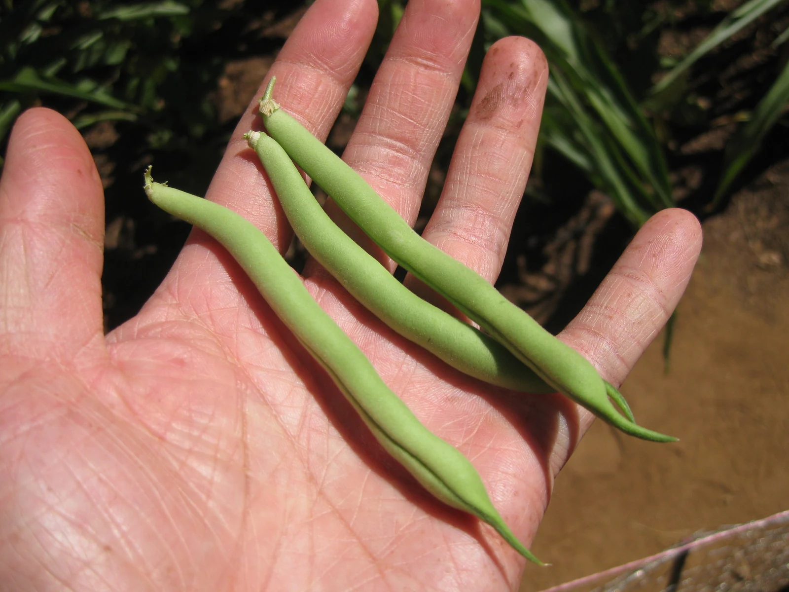 Tendergreen Bush Bean