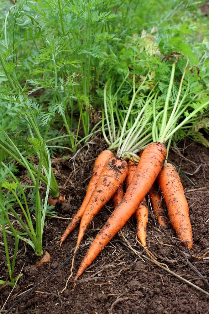 Tendersweet Carrots