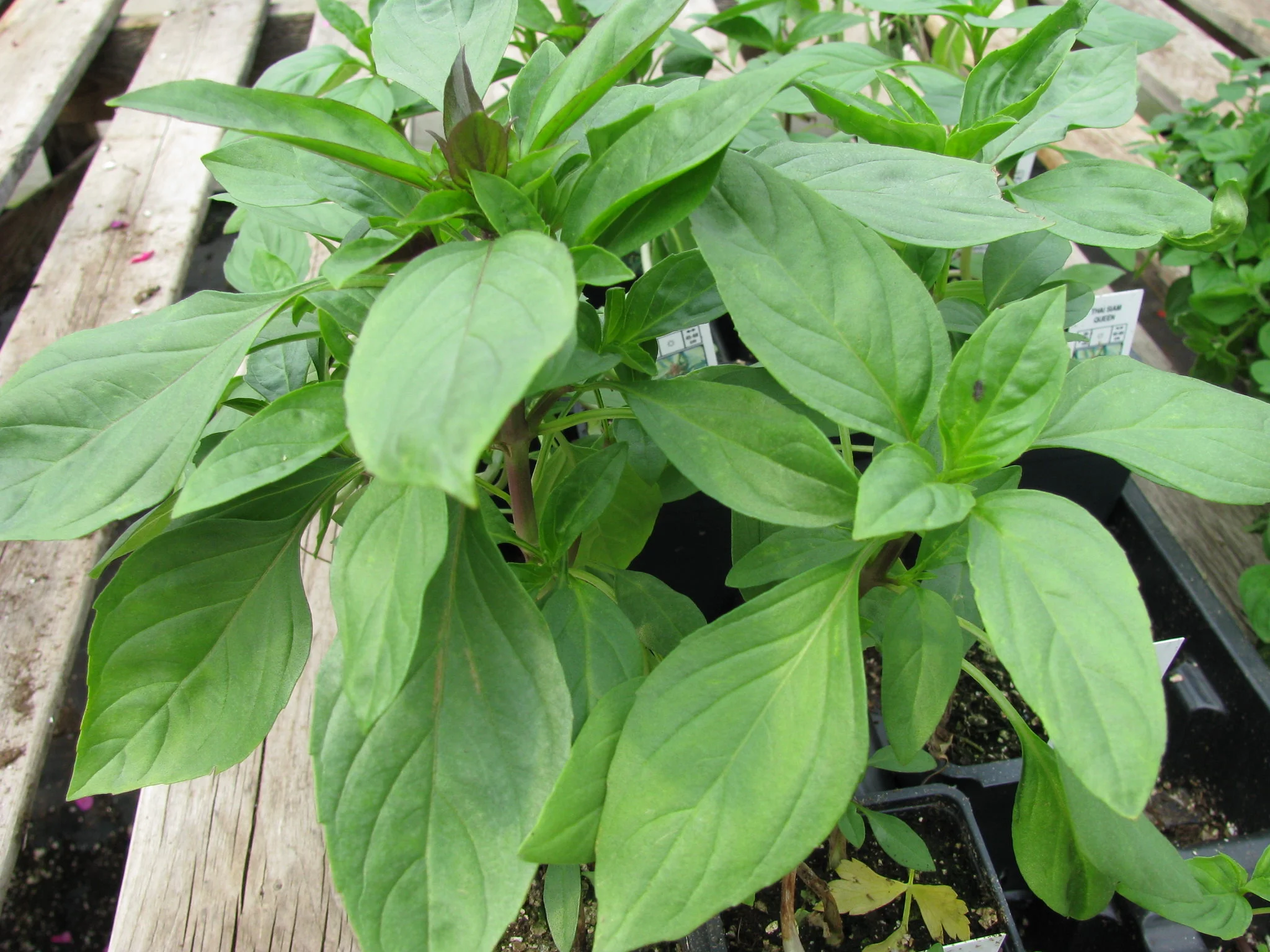 Thai Basil