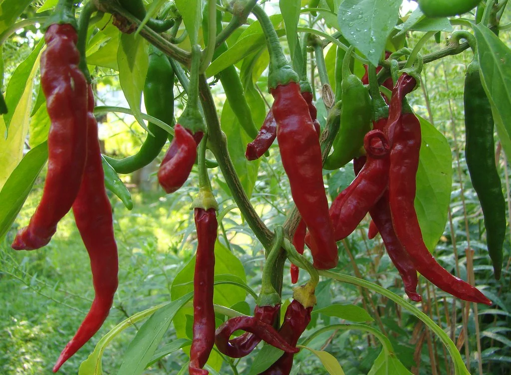 Thai Hot Peppers