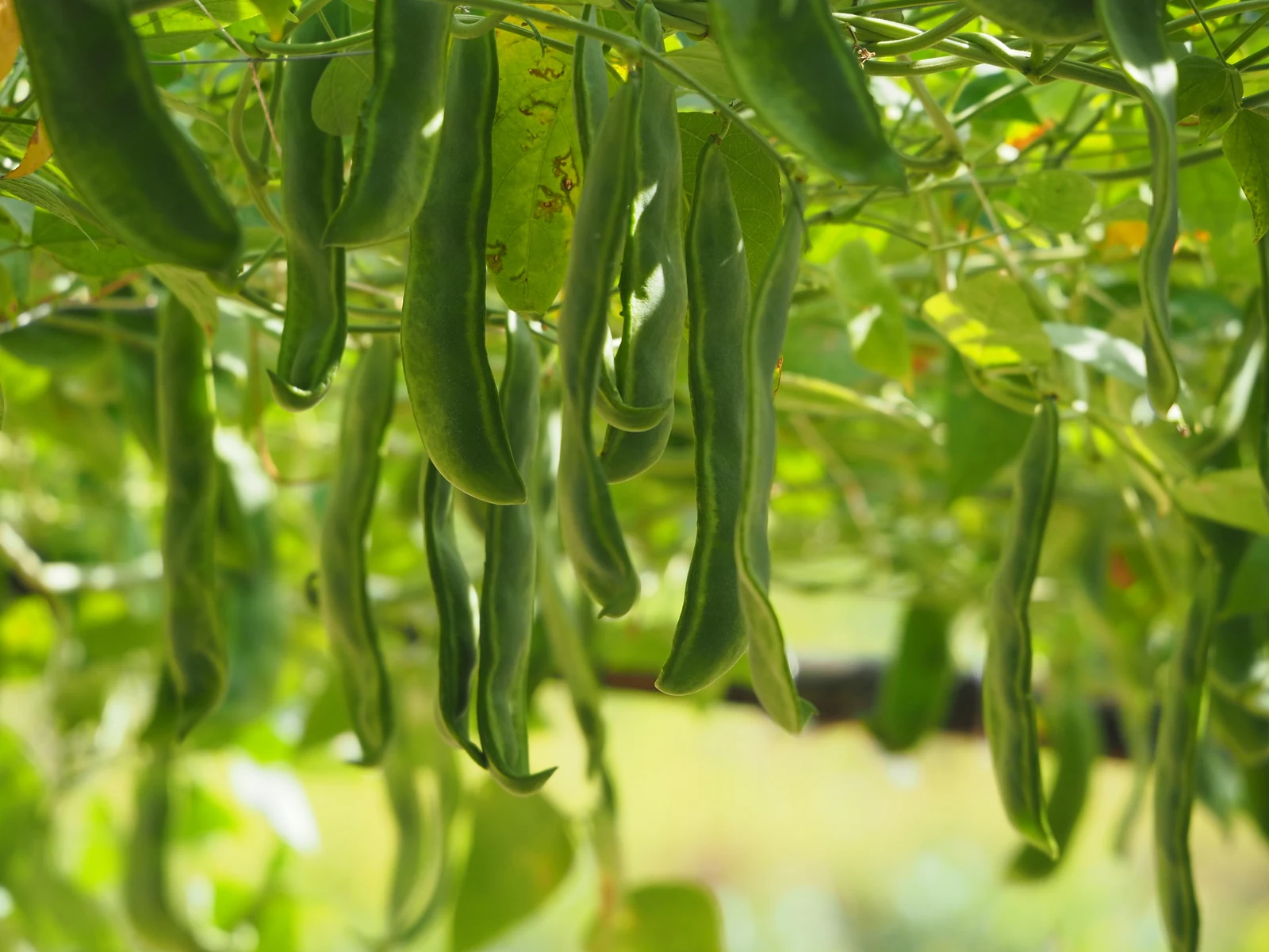 Thorogreen Bush Lima Bean