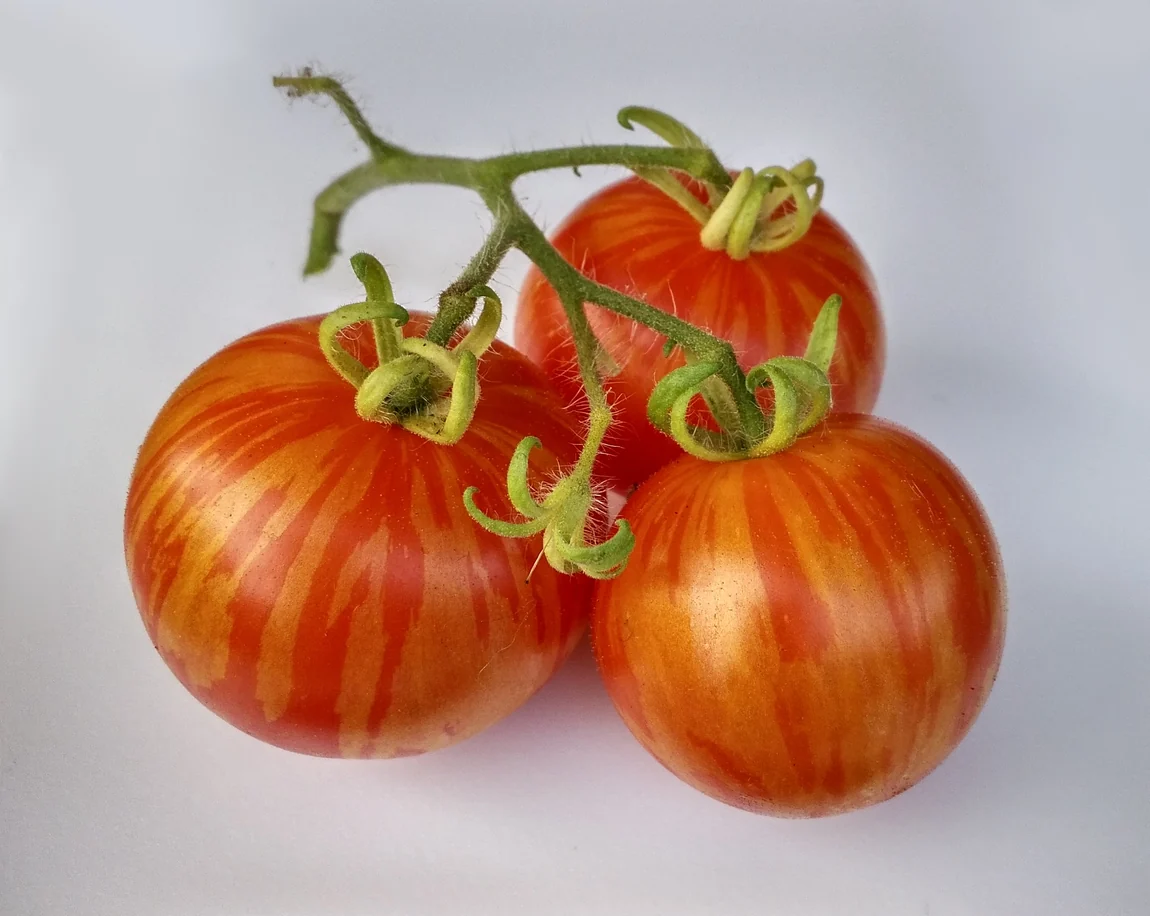 Tigerella Tomatoes