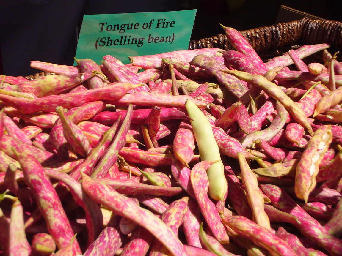 Tongue of Fire Bean