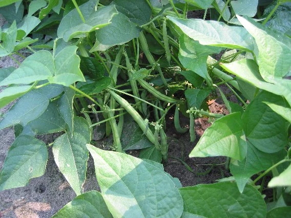 Top Crop Bush Bean