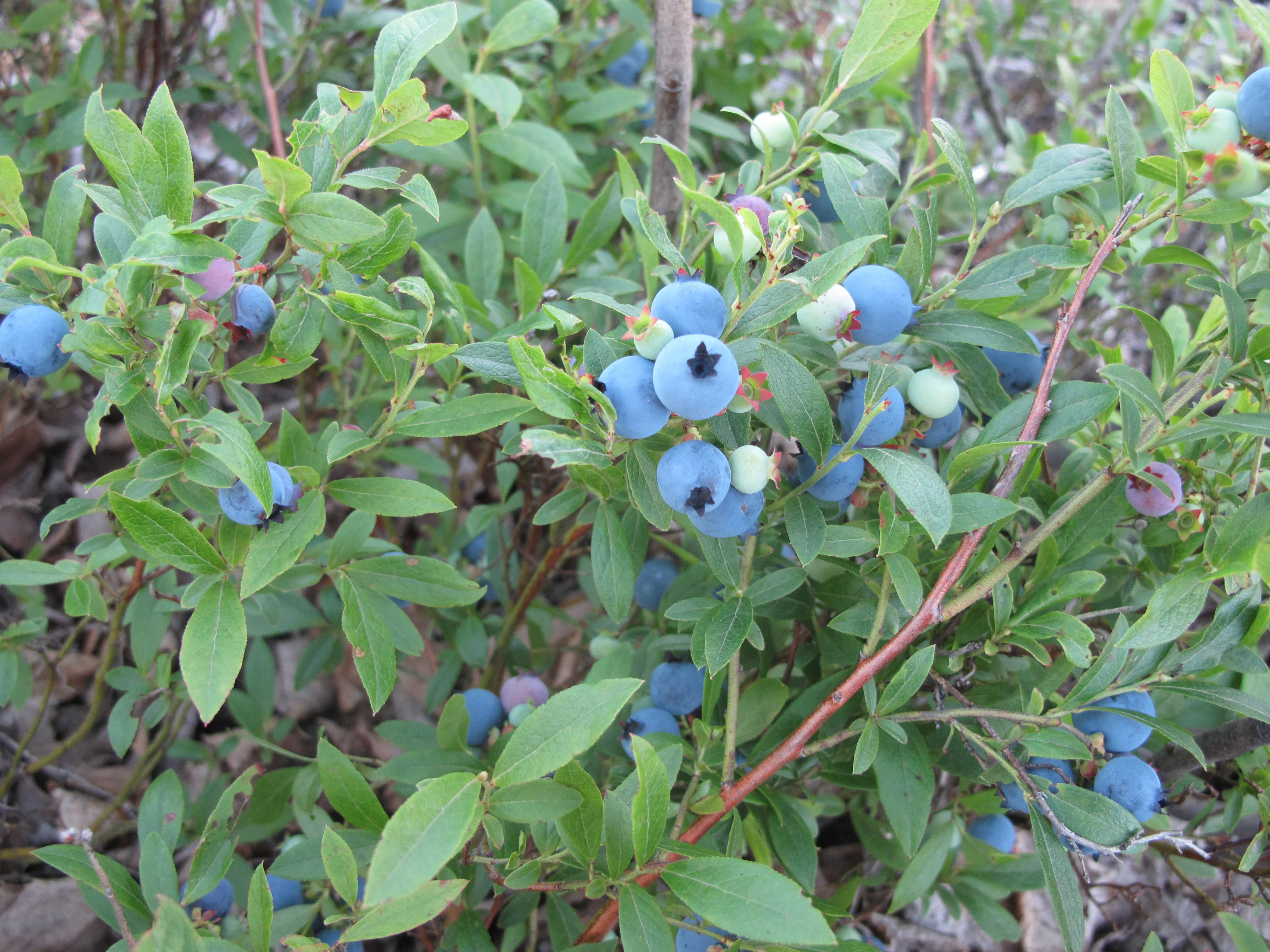 Top Hat Blueberry