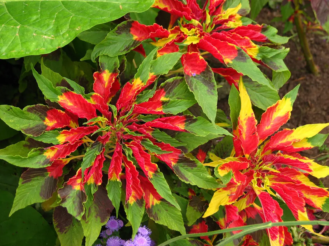 Tri Color Amaranth (Joseph's Coat)