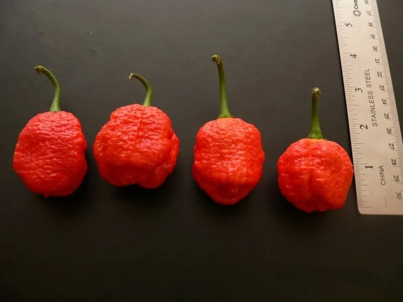 Trinidad Moruga Scorpion peppers