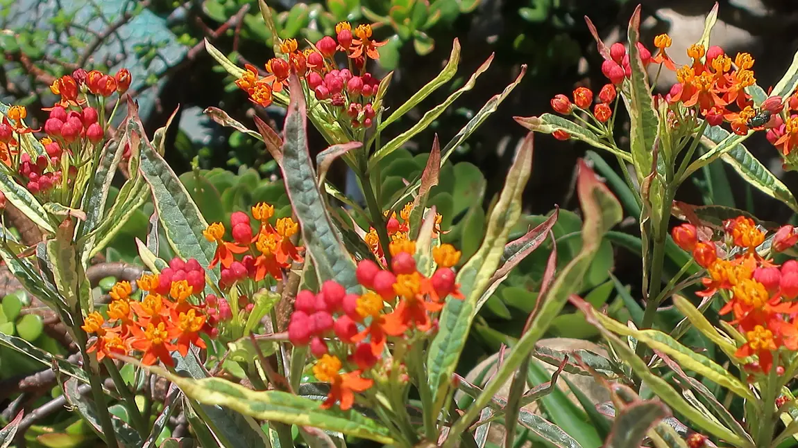 Tropical Milkweed Flowers