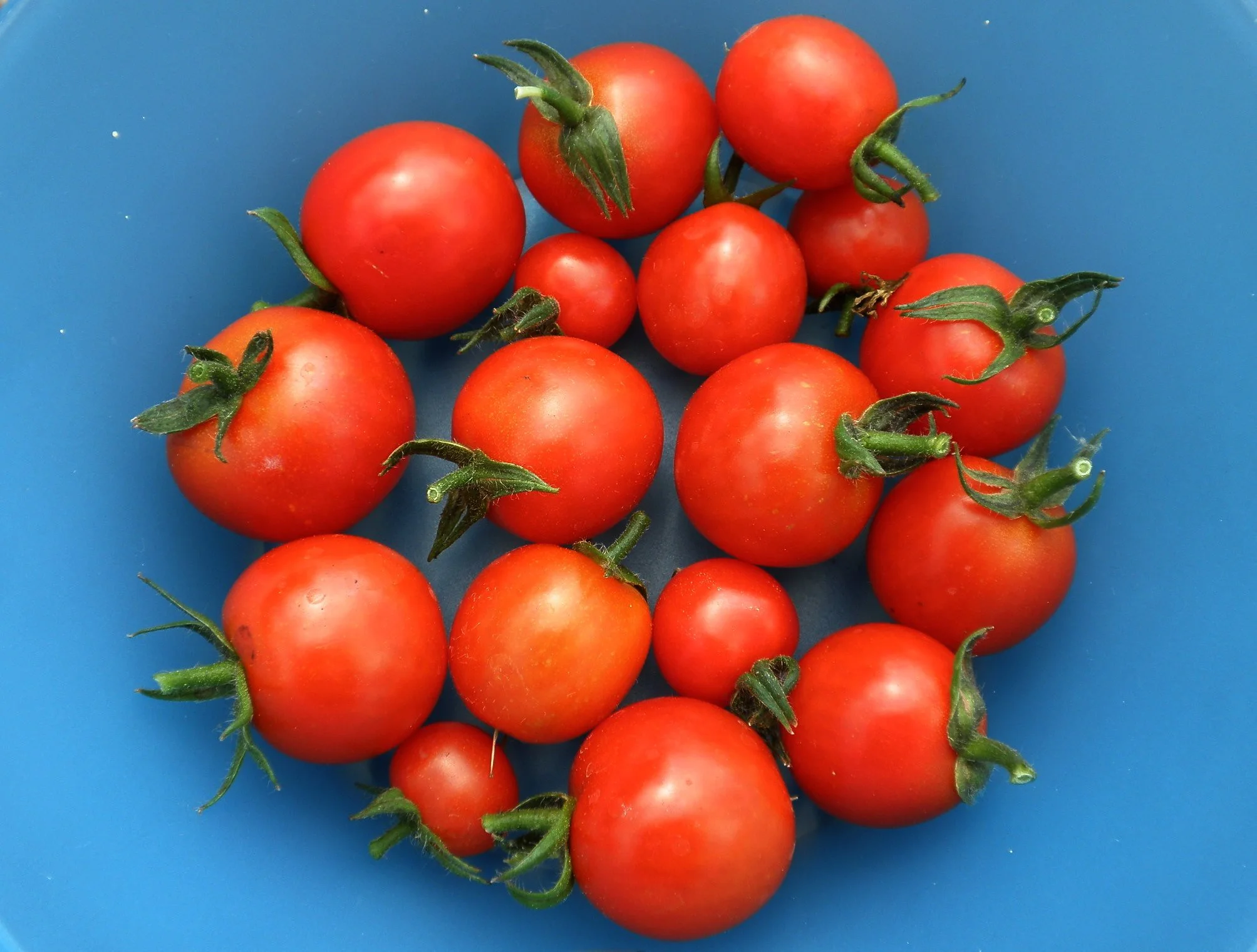 Tumbling Tom Red Tomato