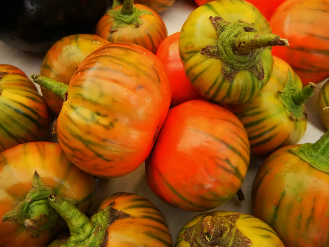 Turkish Orange Eggplant