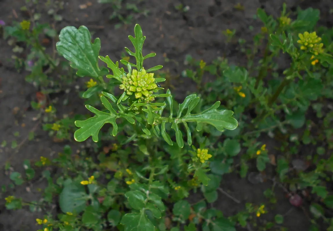 Upland Cress