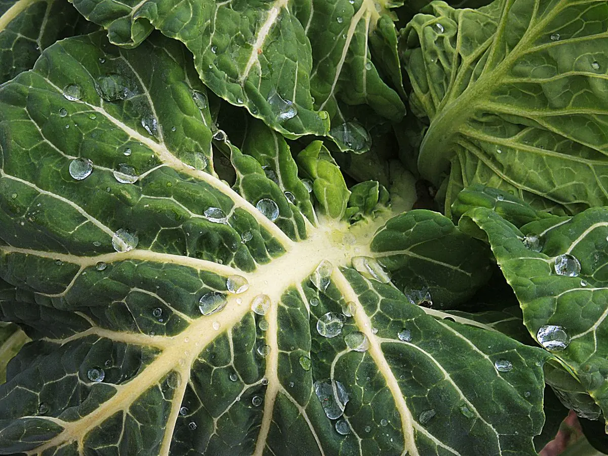 Vates Collard