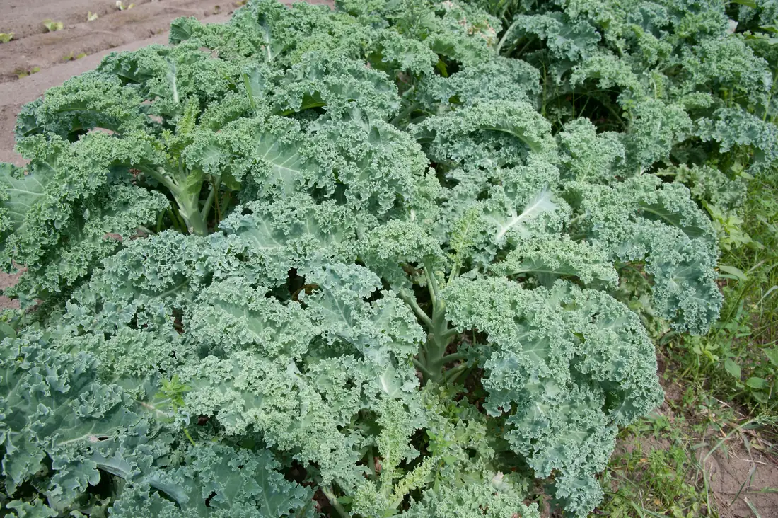 Vates Kale