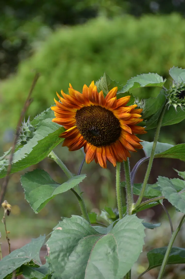 Velvet Queen Sunflowers