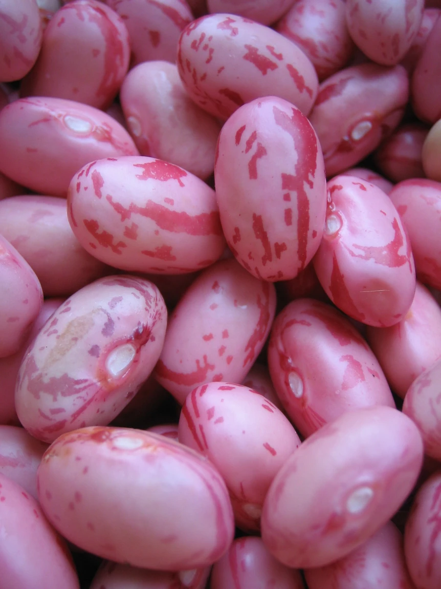 Vermont Cranberry Bean