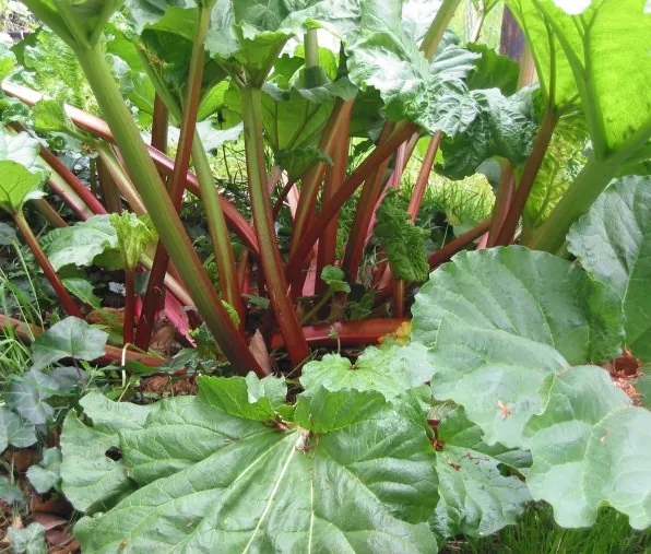 Victoria Rhubarb