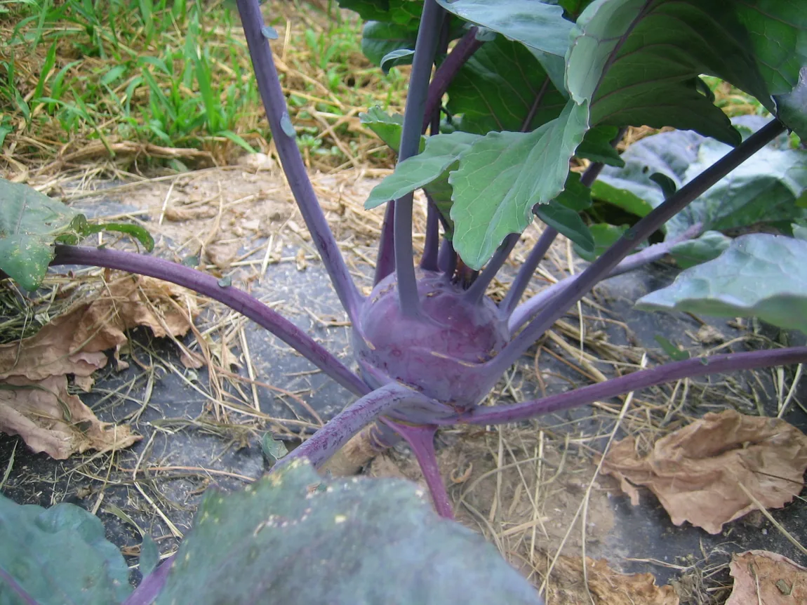 Vienna Purple Kohlrabi