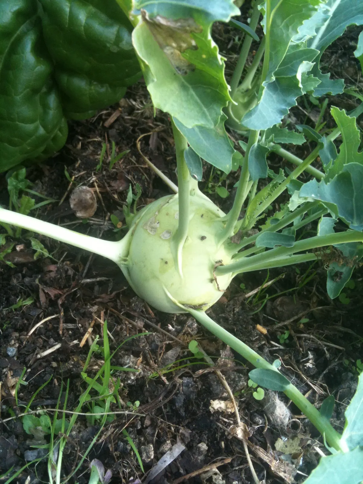 Vienna White Kohlrabi